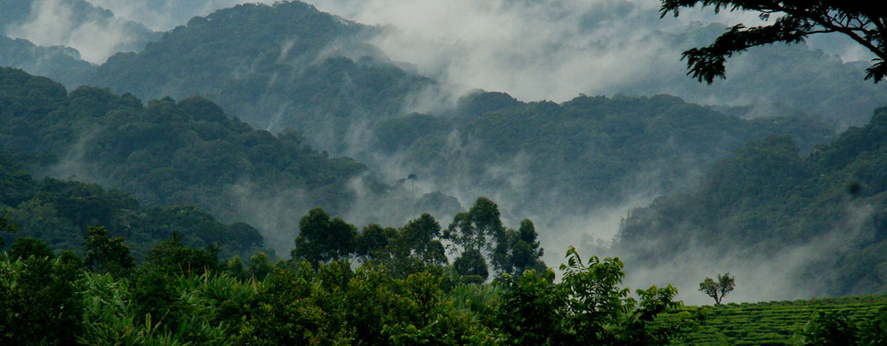 Yang Terancam Hilang karena Climate Change