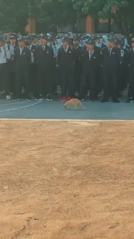 https://c.kaskus.id/media/videos/thumbnail/2frso_thumbnail.jpg