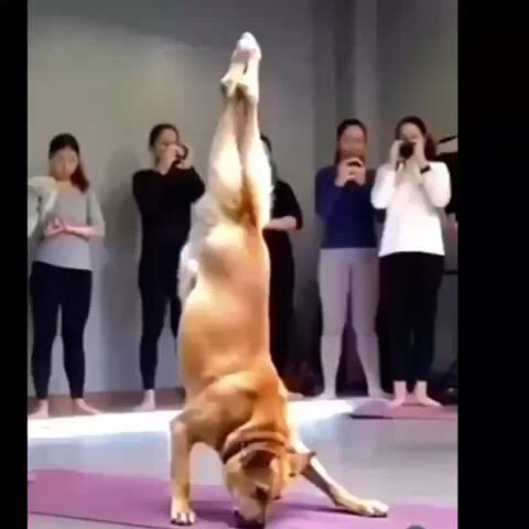 https://c.kaskus.id/media/videos/thumbnail/2gacf_thumbnail.jpg
