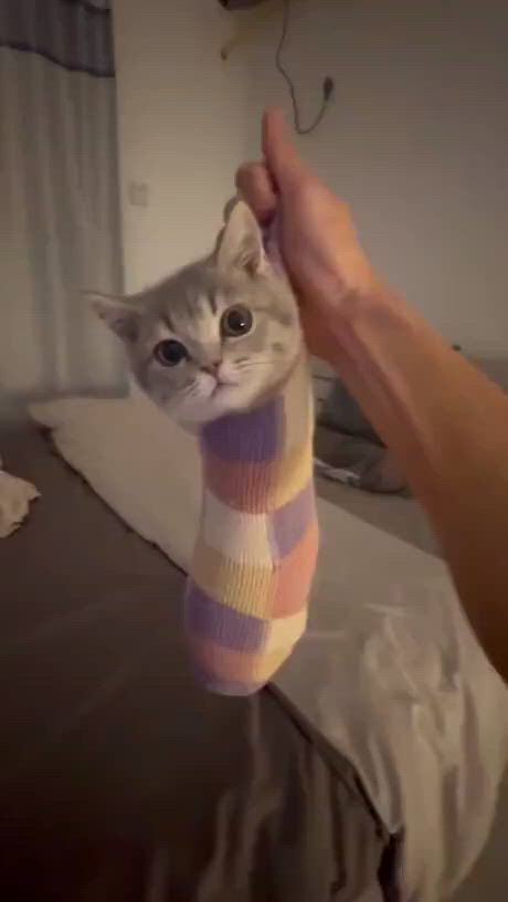 https://c.kaskus.id/media/videos/thumbnail/3dy0c_thumbnail.jpg