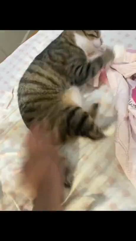 https://c.kaskus.id/media/videos/thumbnail/3ok7k_thumbnail.jpg