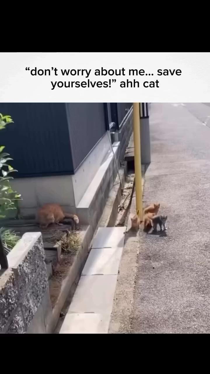 https://c.kaskus.id/media/videos/thumbnail/4r4uw_thumbnail.jpg