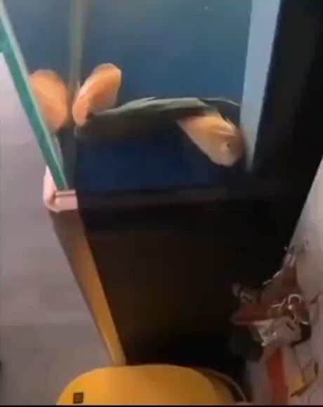 https://c.kaskus.id/media/videos/thumbnail/4xxsh_thumbnail.jpg