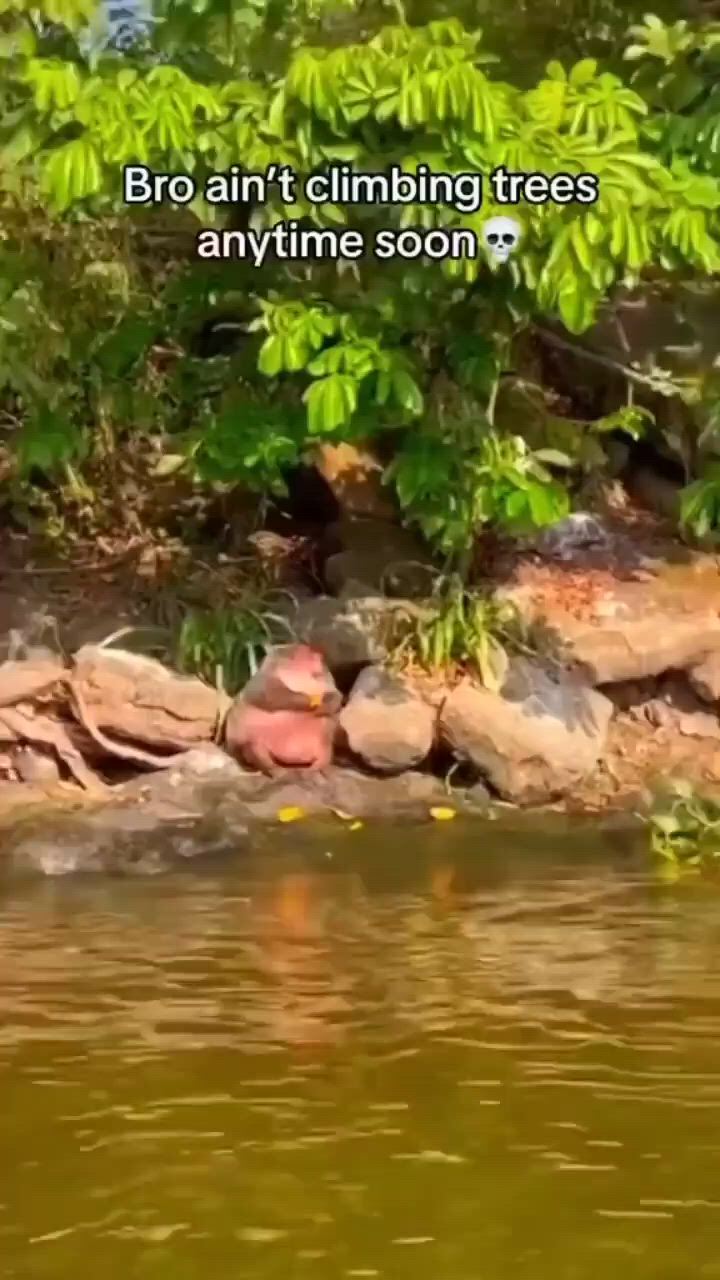 https://c.kaskus.id/media/videos/thumbnail/7iqj3_thumbnail.jpg
