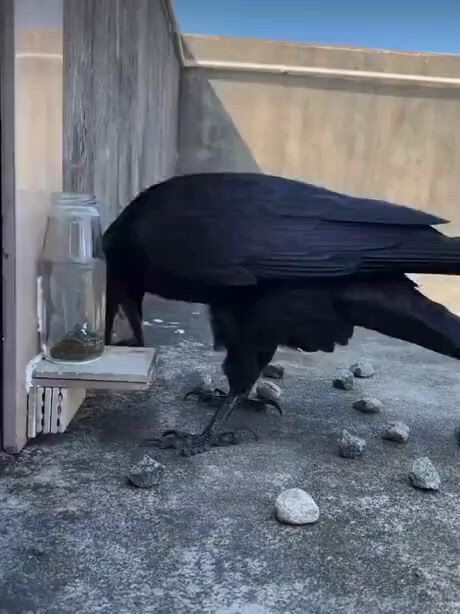 https://c.kaskus.id/media/videos/thumbnail/8jm4w_thumbnail.jpg