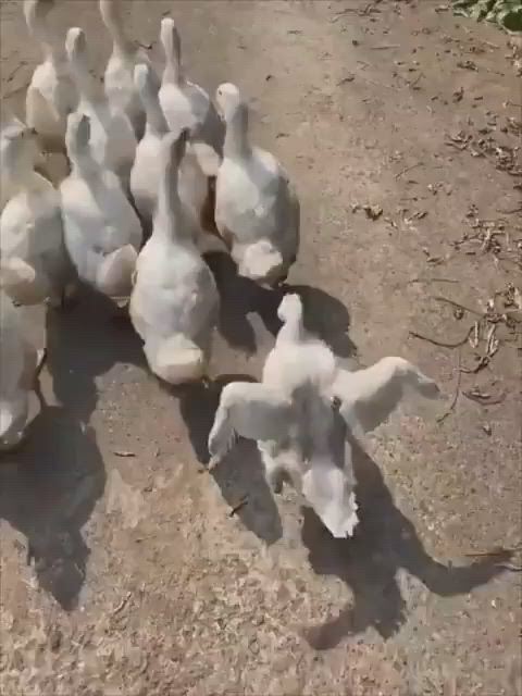 https://c.kaskus.id/media/videos/thumbnail/9cgfh_thumbnail.jpg