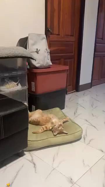 https://c.kaskus.id/media/videos/thumbnail/9pvel_thumbnail.jpg