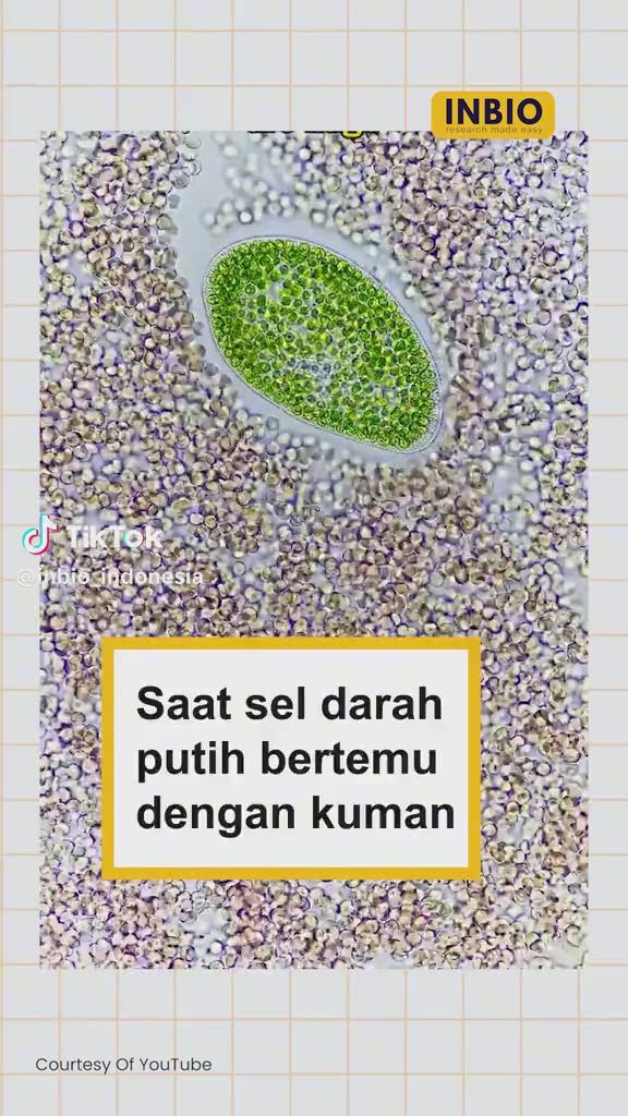 https://c.kaskus.id/media/videos/thumbnail/aknd4_thumbnail.jpg