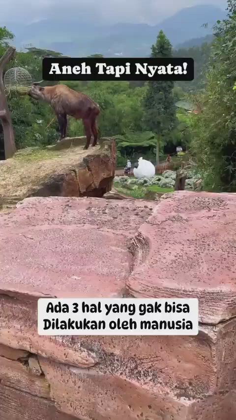 https://c.kaskus.id/media/videos/thumbnail/awzt8_thumbnail.jpg