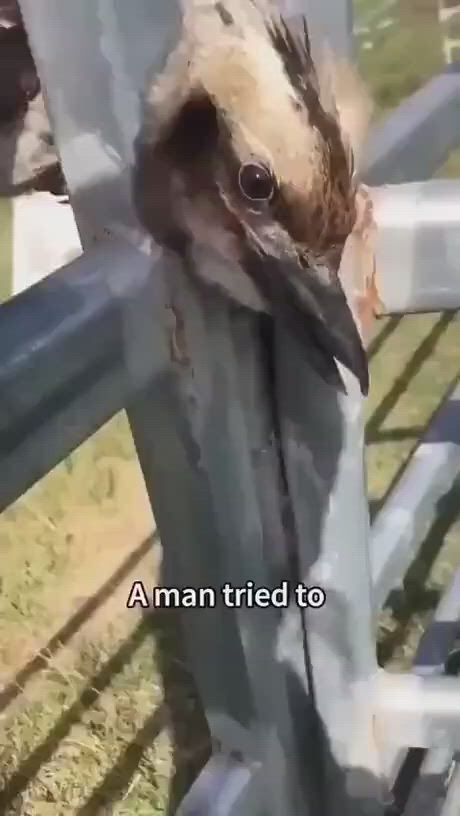 https://c.kaskus.id/media/videos/thumbnail/cwmju_thumbnail.jpg