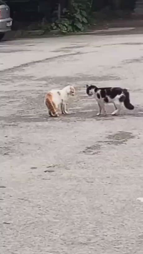https://c.kaskus.id/media/videos/thumbnail/djhss_thumbnail.jpg