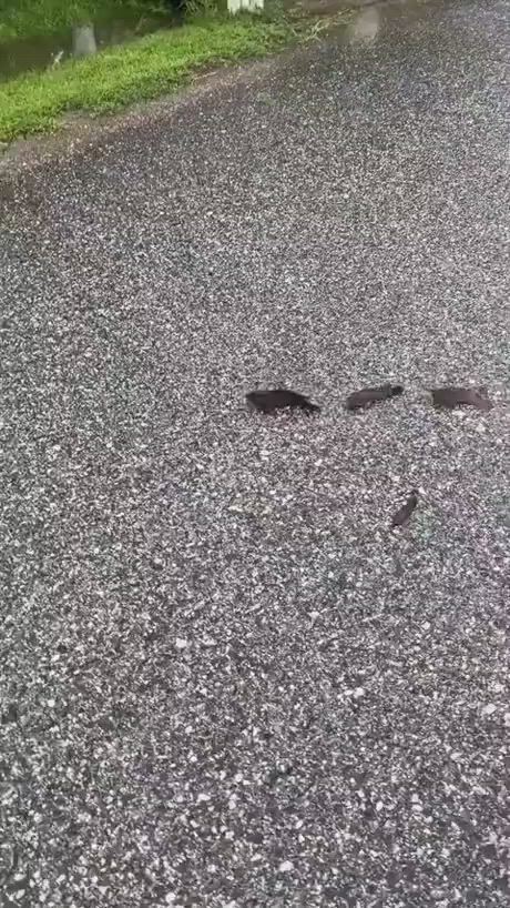 https://c.kaskus.id/media/videos/thumbnail/eheeu_thumbnail.jpg