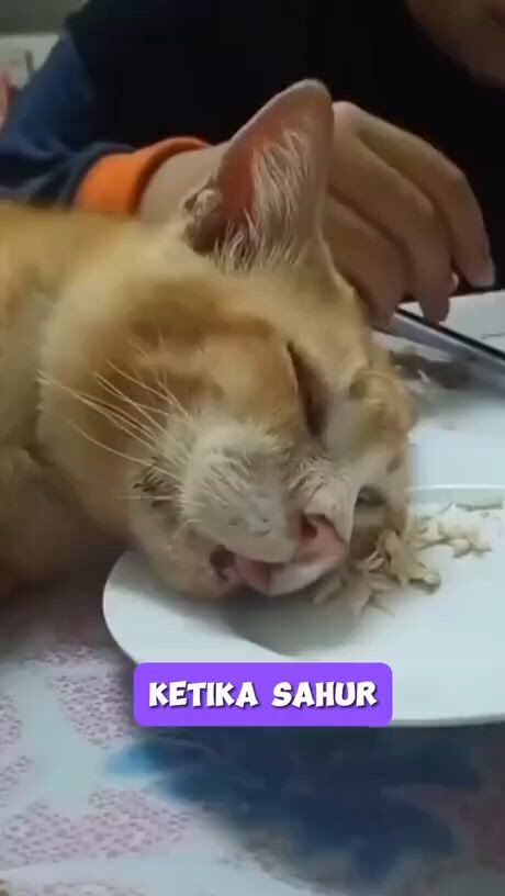 https://c.kaskus.id/media/videos/thumbnail/fjpab_thumbnail.jpg