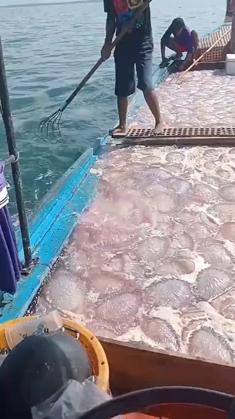 https://c.kaskus.id/media/videos/thumbnail/fmh8b_thumbnail.jpg