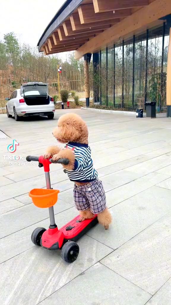 https://c.kaskus.id/media/videos/thumbnail/gjagu_thumbnail.jpg