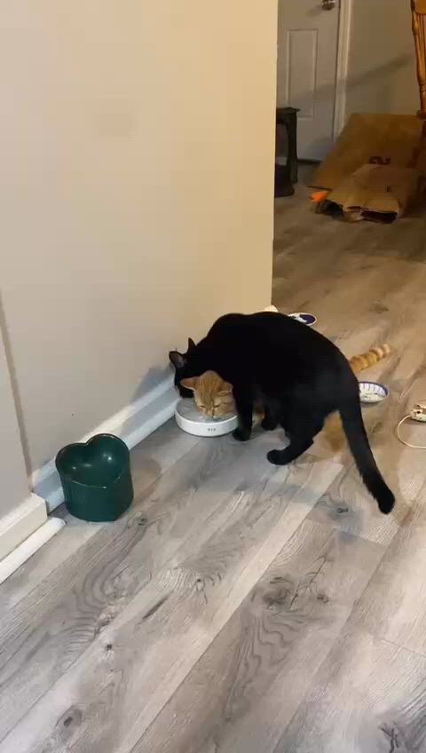 https://c.kaskus.id/media/videos/thumbnail/hskr1_thumbnail.jpg