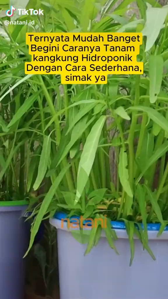 https://c.kaskus.id/media/videos/thumbnail/huelc_thumbnail.jpg