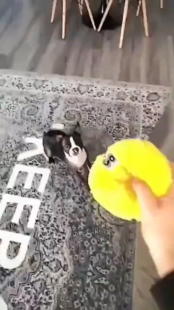 https://c.kaskus.id/media/videos/thumbnail/hw46a_thumbnail.jpg