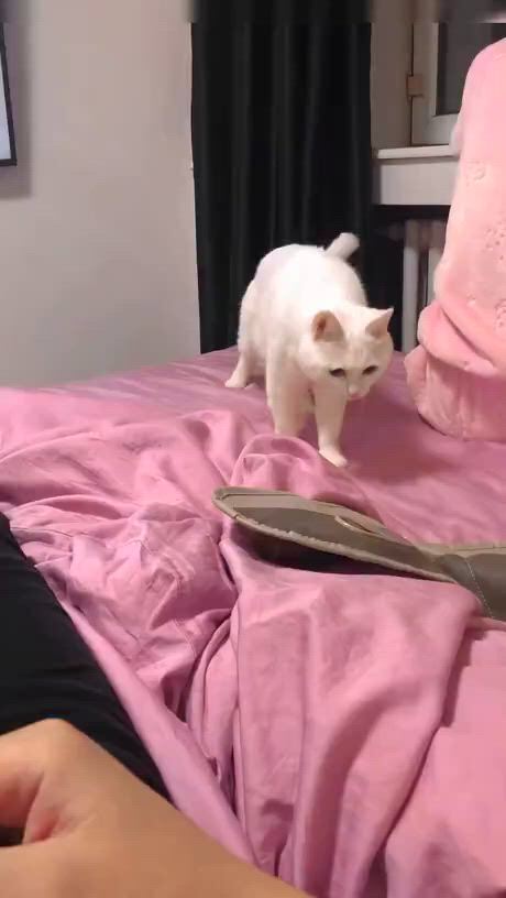 https://c.kaskus.id/media/videos/thumbnail/jfmot_thumbnail.jpg