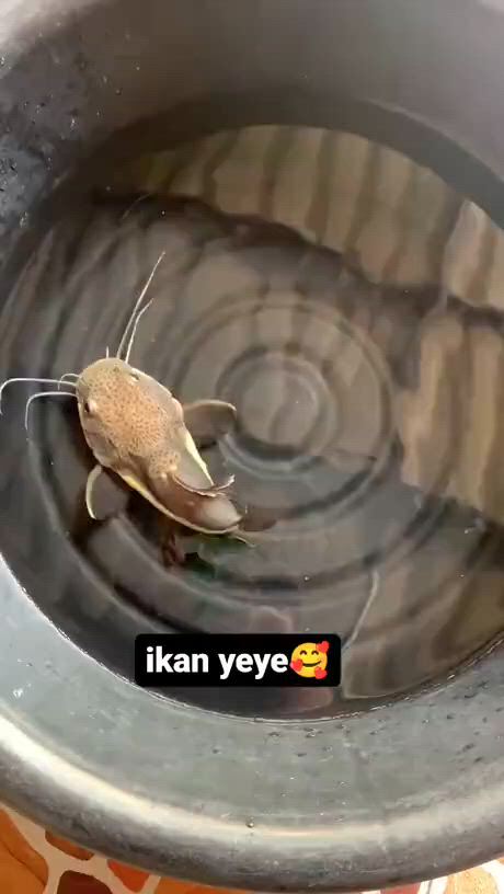 https://c.kaskus.id/media/videos/thumbnail/ldgjx_thumbnail.jpg