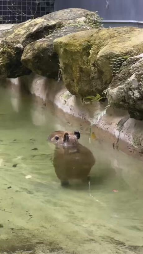 https://c.kaskus.id/media/videos/thumbnail/mvqy1_thumbnail.jpg