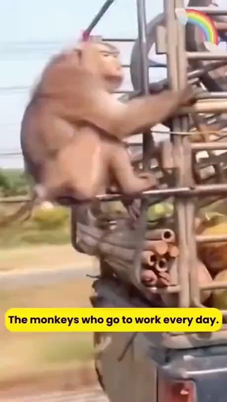 https://c.kaskus.id/media/videos/thumbnail/nkeyu_thumbnail.jpg