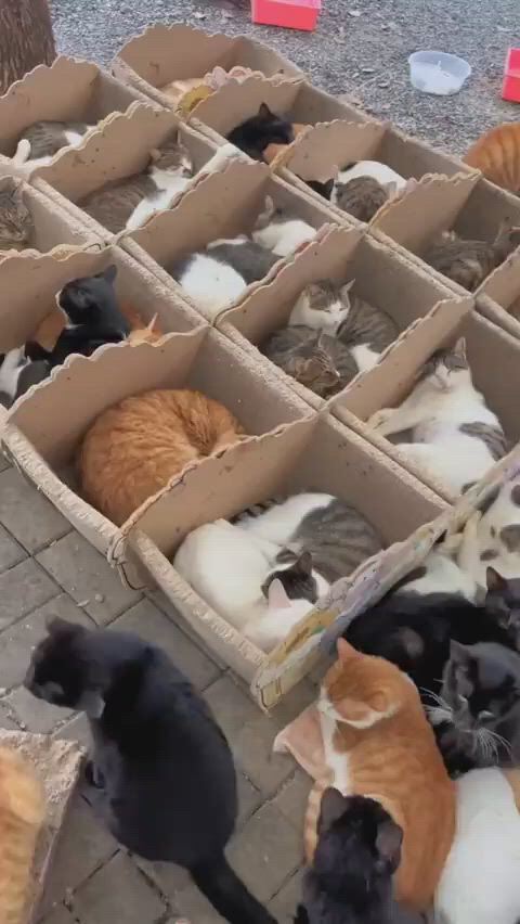 https://c.kaskus.id/media/videos/thumbnail/nmjaz_thumbnail.jpg