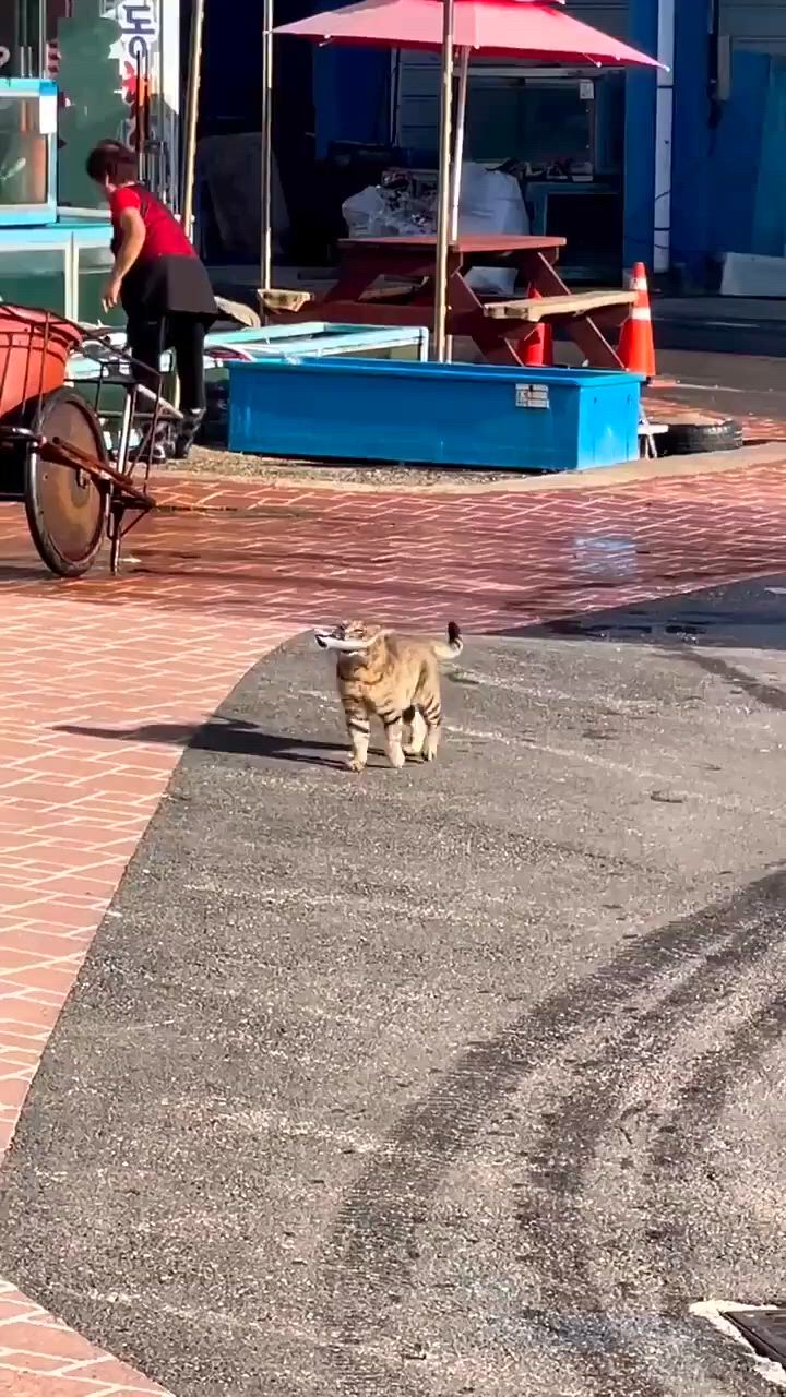 https://c.kaskus.id/media/videos/thumbnail/nnj34_thumbnail.jpg