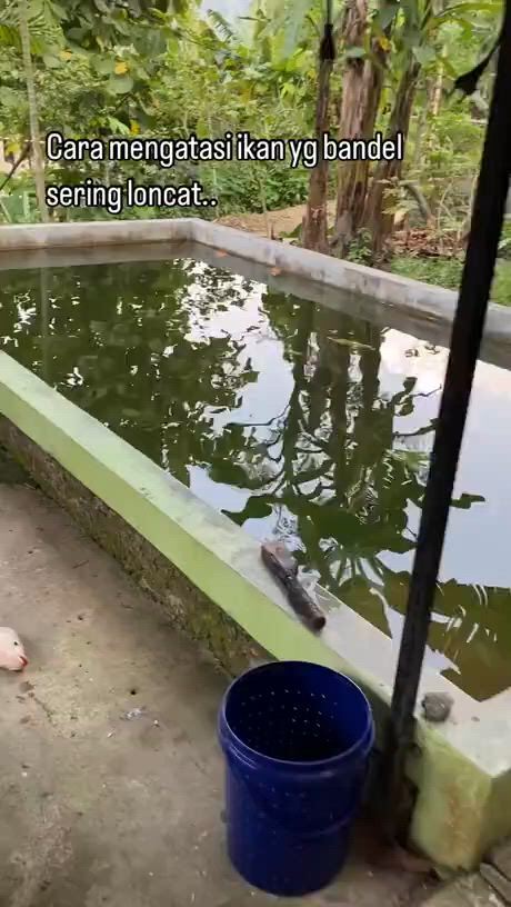 https://c.kaskus.id/media/videos/thumbnail/ofpje_thumbnail.jpg