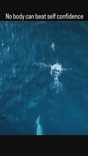 https://c.kaskus.id/media/videos/thumbnail/ohudq_thumbnail.jpg