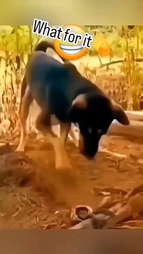 https://c.kaskus.id/media/videos/thumbnail/oojji_thumbnail.jpg