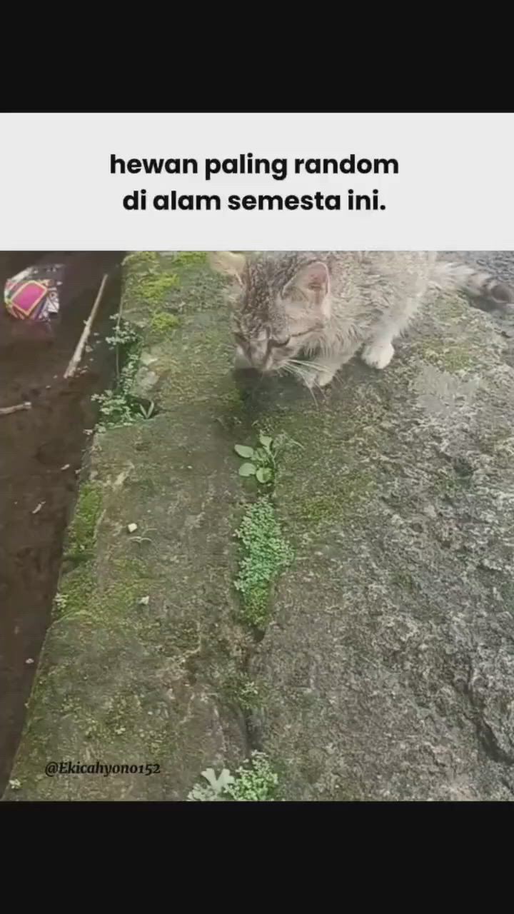 https://c.kaskus.id/media/videos/thumbnail/pgq1f_thumbnail.jpg