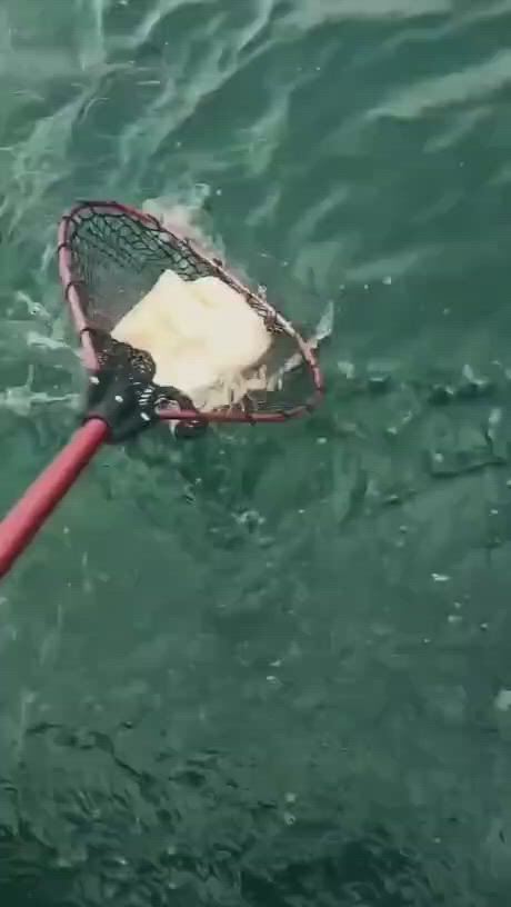 https://c.kaskus.id/media/videos/thumbnail/pt8ol_thumbnail.jpg