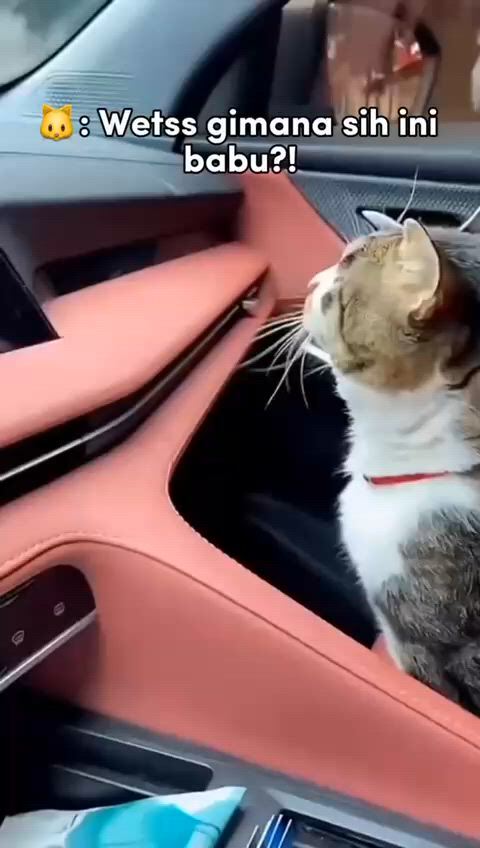 https://c.kaskus.id/media/videos/thumbnail/qarih_thumbnail.jpg