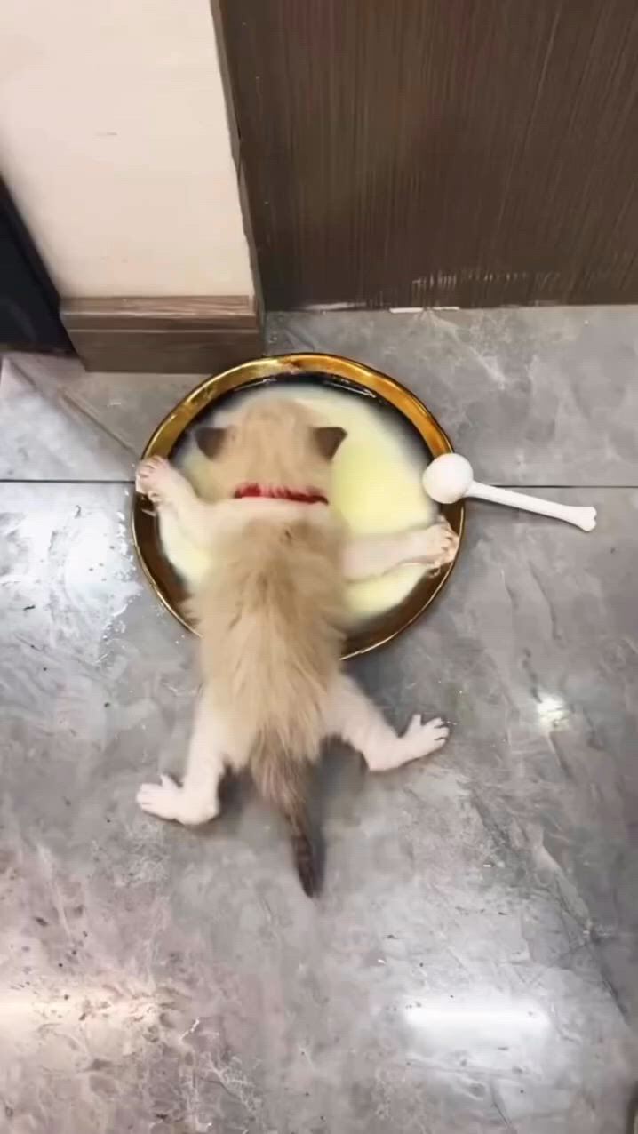 https://c.kaskus.id/media/videos/thumbnail/sbswk_thumbnail.jpg
