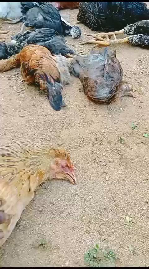 https://c.kaskus.id/media/videos/thumbnail/svjgd_thumbnail.jpg