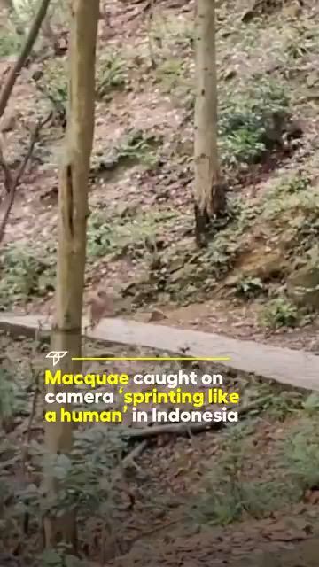 https://c.kaskus.id/media/videos/thumbnail/sy7uj_thumbnail.jpg