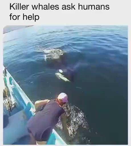 https://c.kaskus.id/media/videos/thumbnail/szz3t_thumbnail.jpg