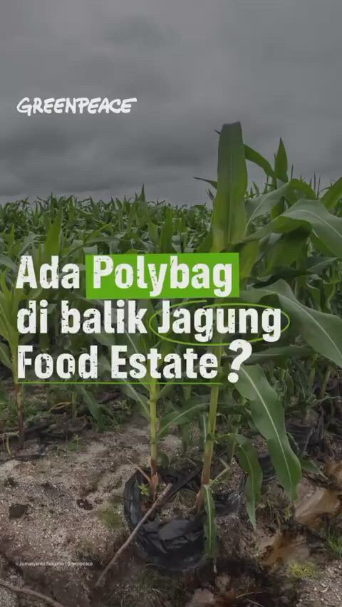 https://c.kaskus.id/media/videos/thumbnail/t6ax1_thumbnail.jpg