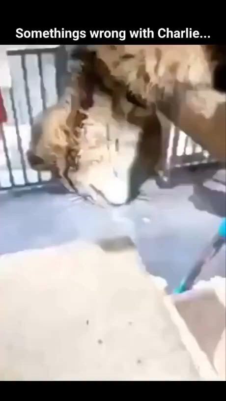 https://c.kaskus.id/media/videos/thumbnail/td8xf_thumbnail.jpg