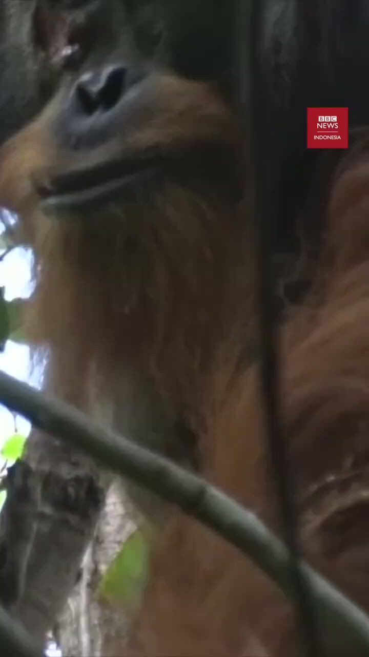 https://c.kaskus.id/media/videos/thumbnail/tf1cc_thumbnail.jpg