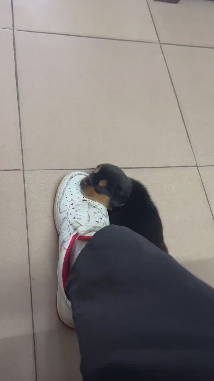 https://c.kaskus.id/media/videos/thumbnail/u1um9_thumbnail.jpg