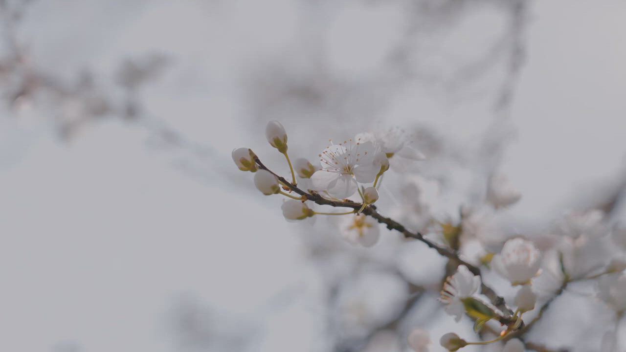 https://c.kaskus.id/media/videos/thumbnail/ueuys_thumbnail.jpg
