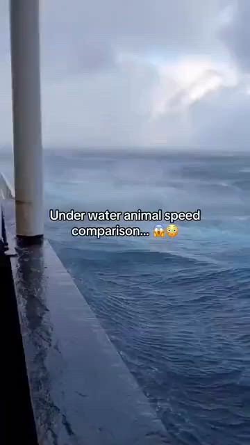 https://c.kaskus.id/media/videos/thumbnail/waale_thumbnail.jpg