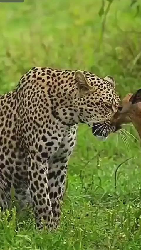https://c.kaskus.id/media/videos/thumbnail/wumj1_thumbnail.jpg