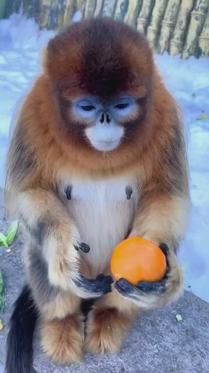 https://c.kaskus.id/media/videos/thumbnail/x9ghr_thumbnail.jpg