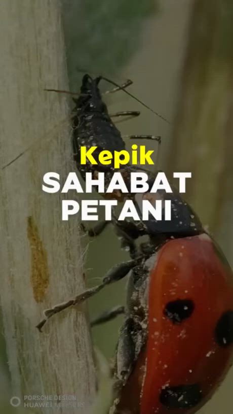 https://c.kaskus.id/media/videos/thumbnail/zapmh_thumbnail.jpg