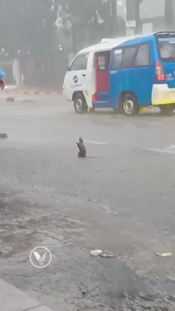 https://c.kaskus.id/media/videos/thumbnail/zb0hg_thumbnail.jpg