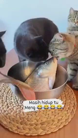 https://c.kaskus.id/media/videos/thumbnail/zbtzs_thumbnail.jpg