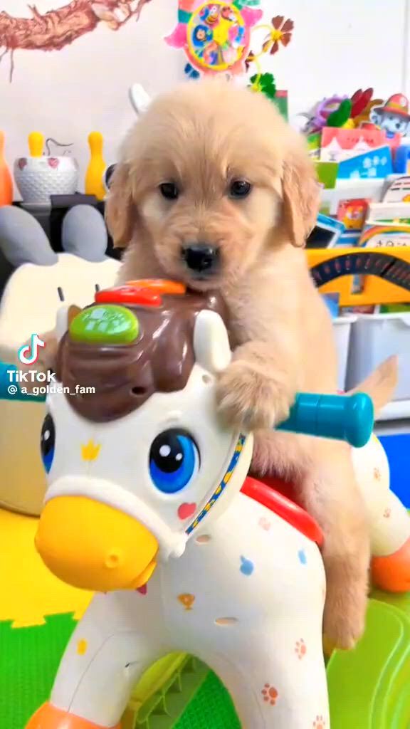https://c.kaskus.id/media/videos/thumbnail/zg12b_thumbnail.jpg